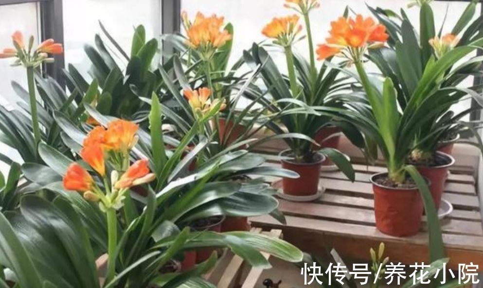 君子兰用种子繁殖，方法很简单，一次能培育十几棵