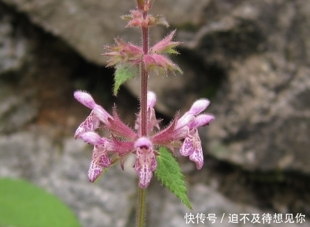 此花自带神秘光环，是一种常见的中药，象征着神圣和财富