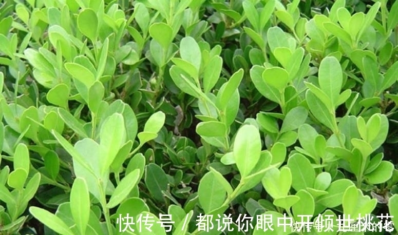 树桩|山上这种老“树桩”,遇见请捡回家,养上三、五年,价值翻几翻