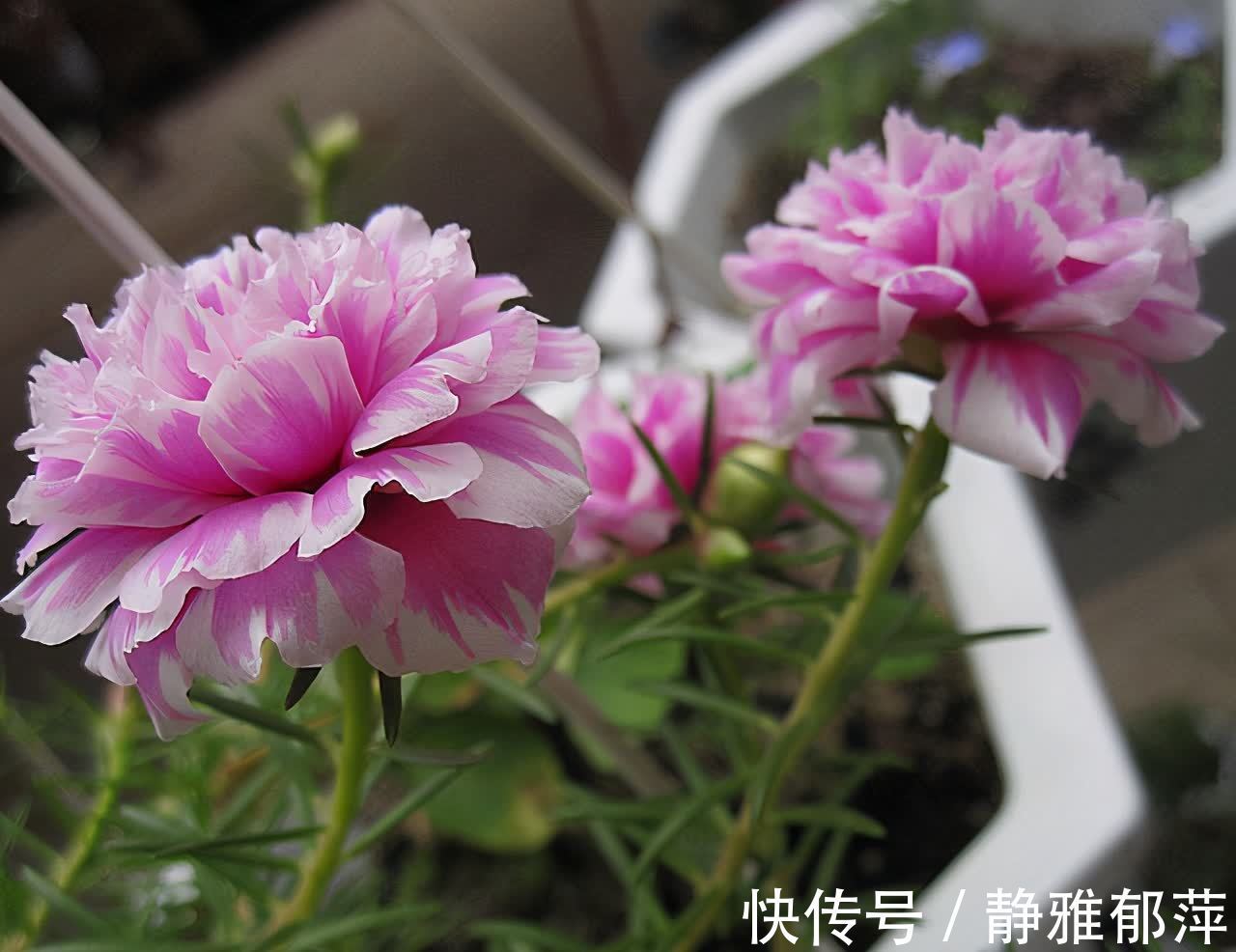 松叶牡丹|集美貌与好养于一身的“3种花”,不怕高温暴晒,三天两头开花