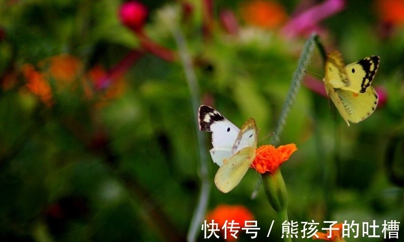 那个女郎|聊斋故事|五彩大蝴蝶