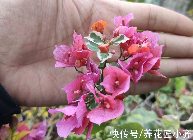 枝条|三角梅迟迟不开花？记住“一剪二足”，立马长花苞，花开满枝头