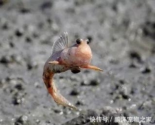 弹涂鱼 会跑会上树 连求偶都是走着去的 快资讯 弹涂鱼 会跑会上树 连求偶都是走着去的 快资讯