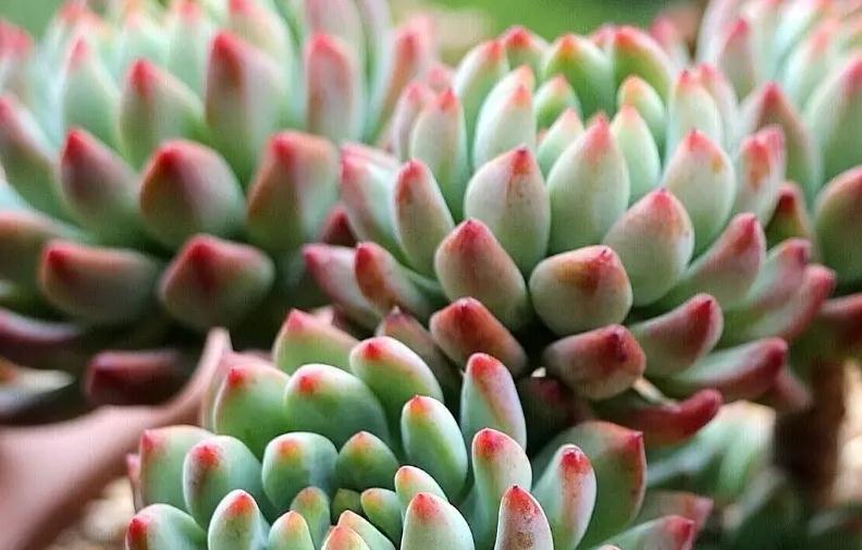 你不一定知道的多肉植物养护小秘密