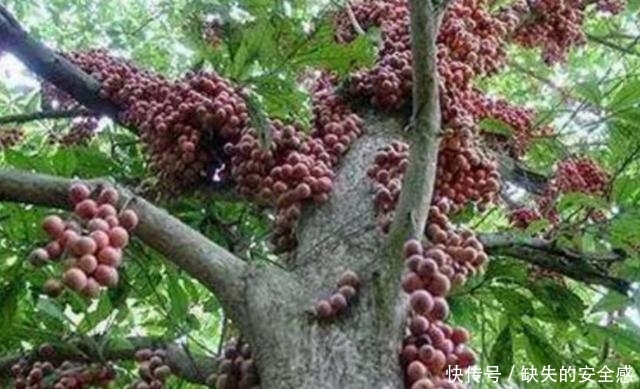 涨知识了!以前只吃过没见过,原来榴莲、山竹是这样长出来的