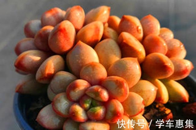 养多肉让我们明白很多道理,想得到需要等待,不珍惜可能留下遗憾!