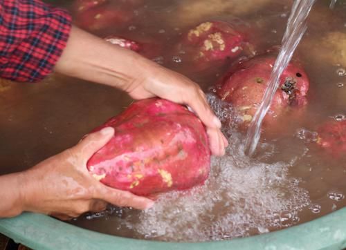  正确|蒸红薯，直接上锅蒸是大错！这才是正确方法，红薯甘甜又松软！