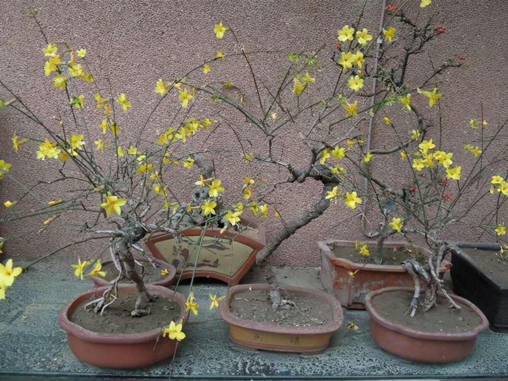 苏派盆景极具名气,这6种盆景做法精妙、极具自然之感,价值高