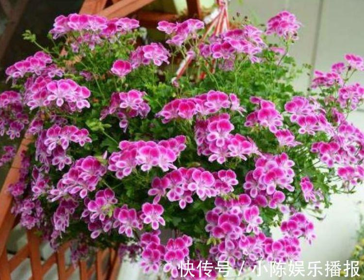 此款花草适合新手养殖，堪称最美盆栽花，家里养一盆，轻松开爆盆