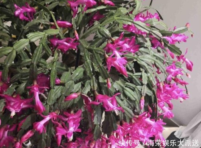 过年买花“有讲究”,4种花养家里“有福气”,新的一年发财!