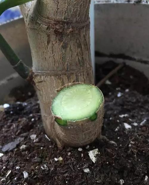 养了20年的玉树,杆子比大腿还粗,满树白花跟下雪了一样