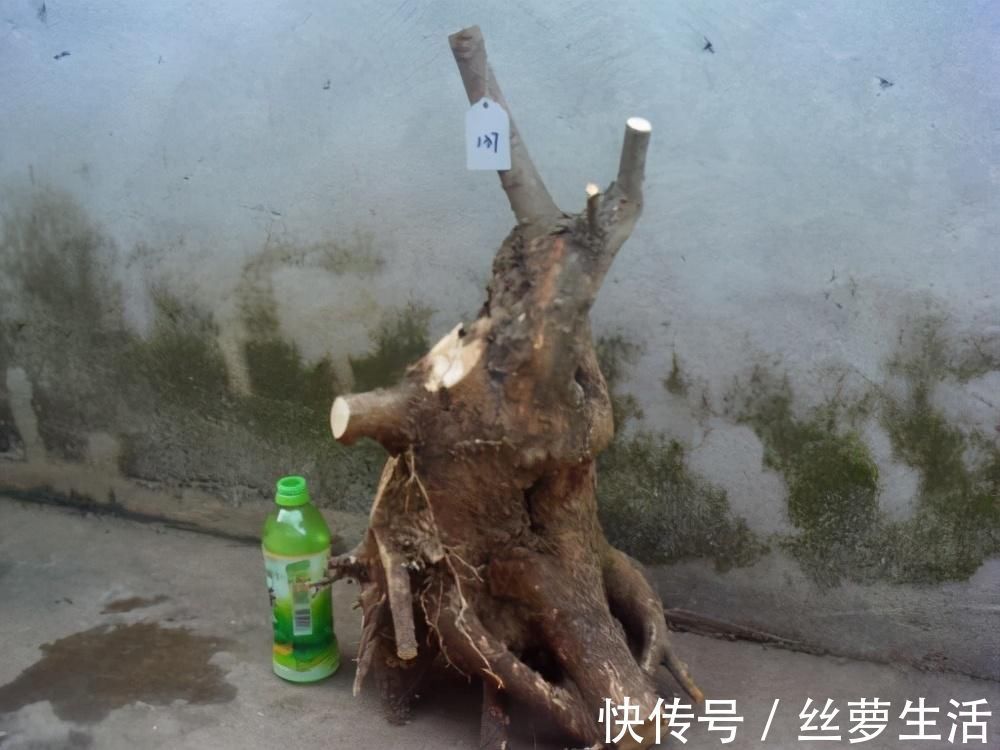 价值|苏派盆景极具名气,这6种盆景做法精妙、极具自然之感,价值高