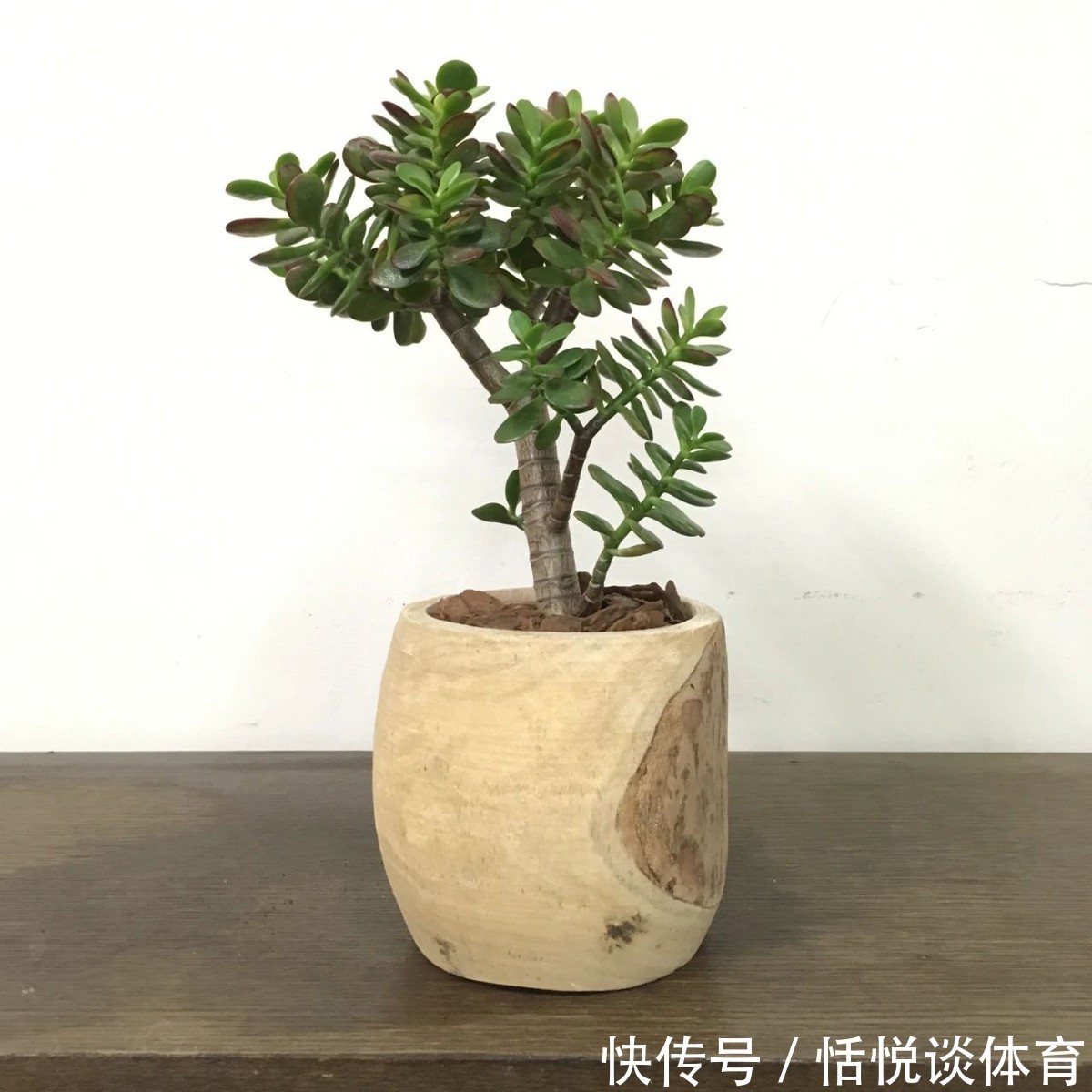 自来水|养花浇了这3种水，结局轻则伤根枯叶、重则浇一盆挂一盆