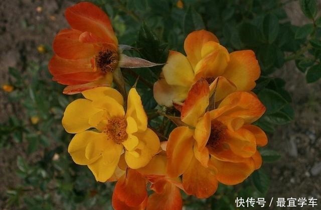 25款庭院月季推荐。助你打造五彩缤纷的庭院,丰花好养还能盆栽