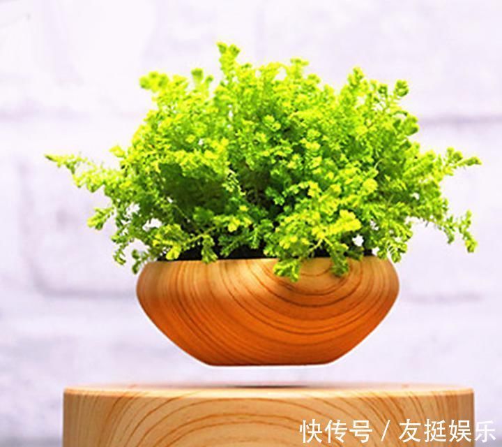 牡丹花|快扔掉家中发财树,真正好看还能净化空气的是这几种,高级又漂亮