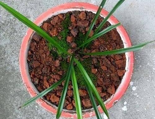 红砖|养蟹爪兰时先养根，盆里埋点这种东西，根系更旺，开花更多