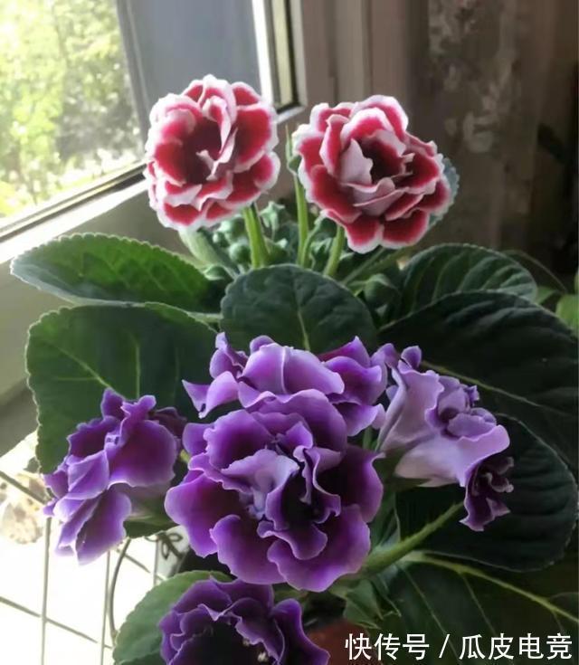 散光|这4种漂亮的花,有点散光就能开得灿烂,天冷也不怕