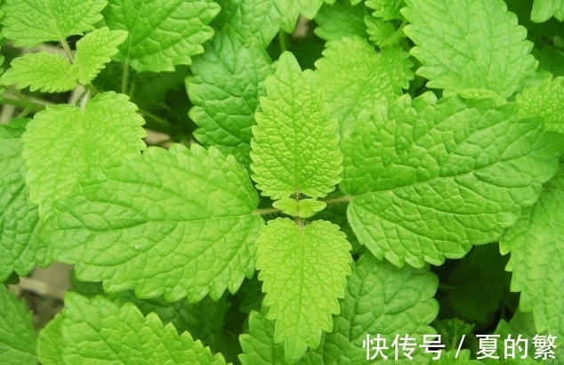 此花是充满希望的植物，即使生活不如意，也要笑着去面对