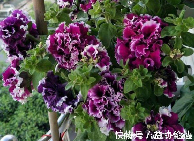 茉莉花|养花就养个花期长的，花大色艳，花团锦簇，比牡丹还美