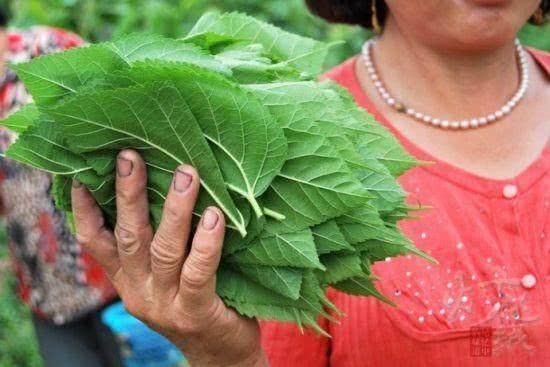  好喝|此叶摘几片用来煮鸡蛋汤，营养美味又好喝，还能保护视力降血压