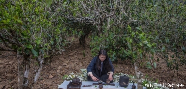 普洱茶|什么是古树茶和台地茶，如何辨别古树茶和台地茶？