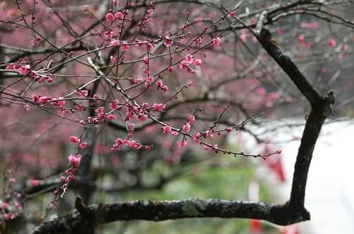 潼南|赏梅黄石寨,踏春正当时