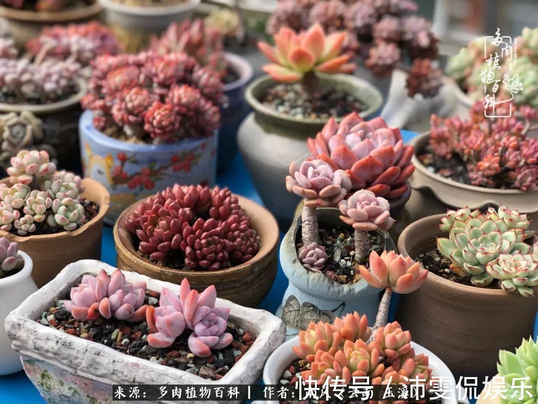 深秋里,种多肉、赏多肉、会肉友,马不停蹄快乐多!