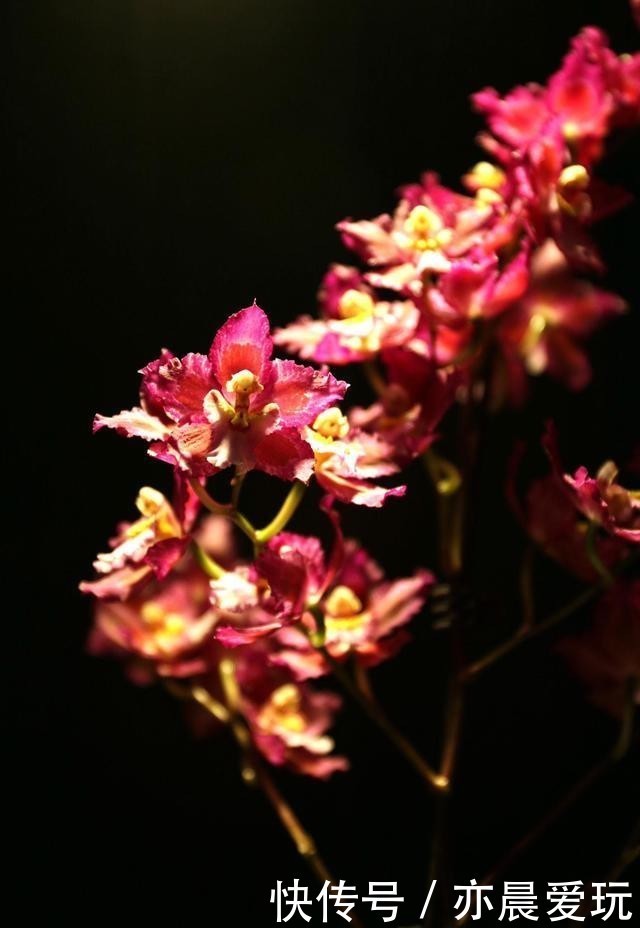 香喷喷|家里养盆“造香花”,香喷喷,省下买空气净化剂的钱