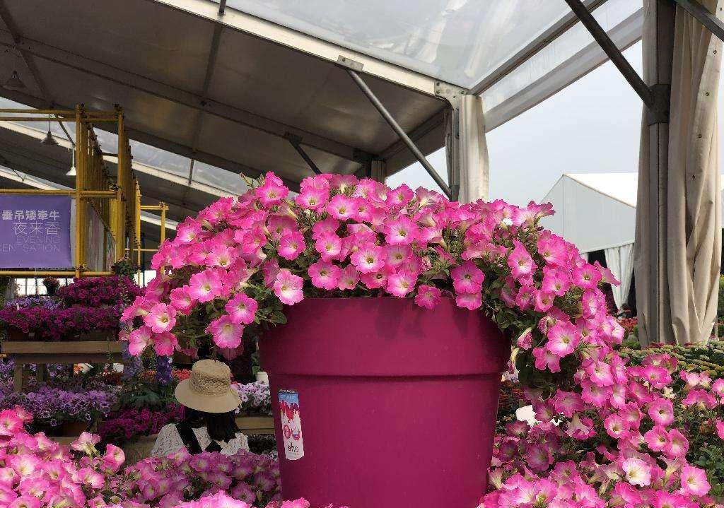 球菊球菊|花朵中的“爆花机器”,初秋正是生长旺季,越“掐”花越多