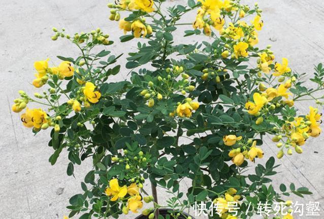 这三种花是秋冬开花王,娇艳漂亮花期又长,理想的居家盆栽