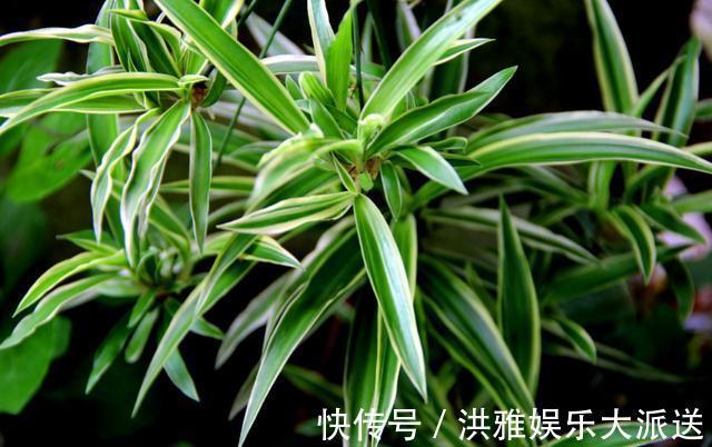 吊竹梅|3种吊兰别这么养,不然疯长爆芽,控制不住!