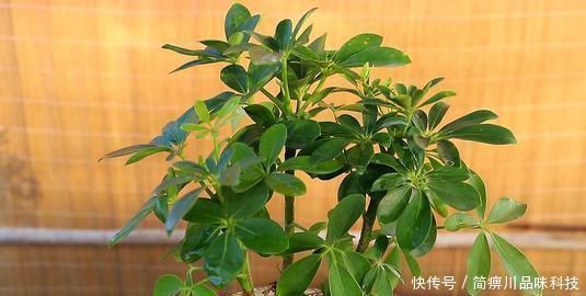 阿司匹林|什么黄豆水、淘米水都不如一粒药片,用来养花,无异味,养啥旺啥