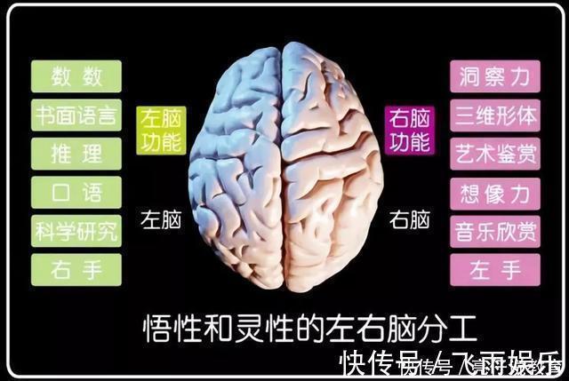 左脑|哈佛研究：右脑是儿童大脑发育的重点，但接近80%的家长弄错了