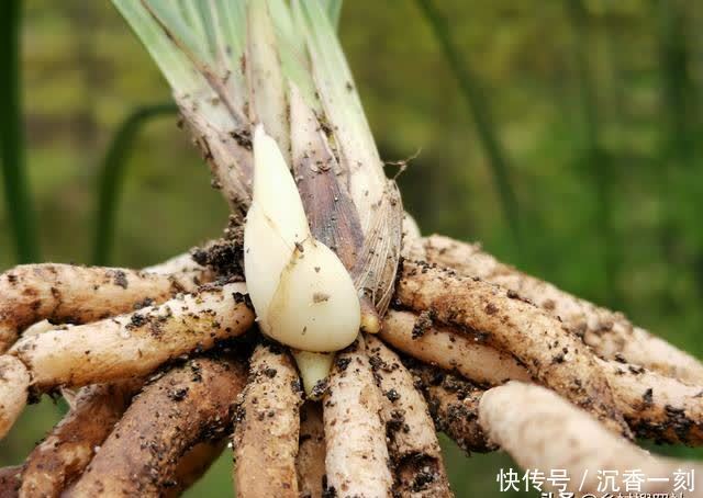 夏天|夏天如何管理兰花,才能确保不会烂根?这3点非常重要