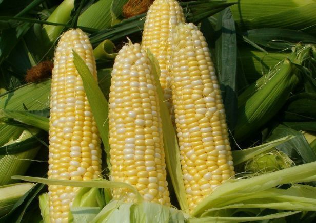 葡萄|想长寿全靠吃,3种食物不可少,补充营养,滋润身体!