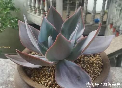 几种仙气多肉,谁看见了都会爱不释手,必须进来看