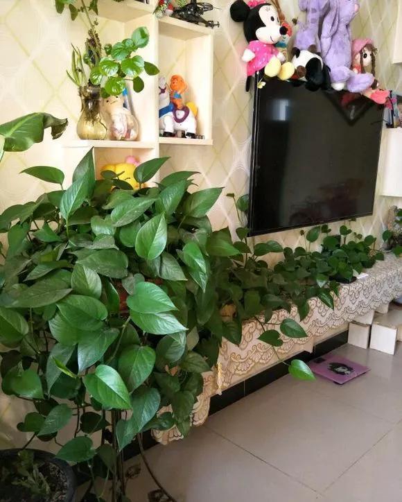 7种花公认好养,几乎养不死,看看你家有没有