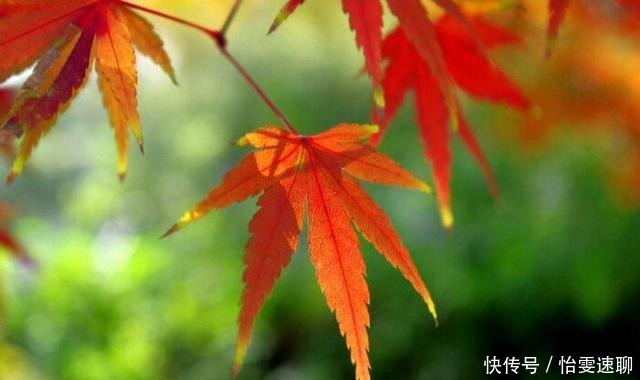  爱上层楼|辛弃疾最无奈的一首词，年少时不知其意，读懂时已不再年轻