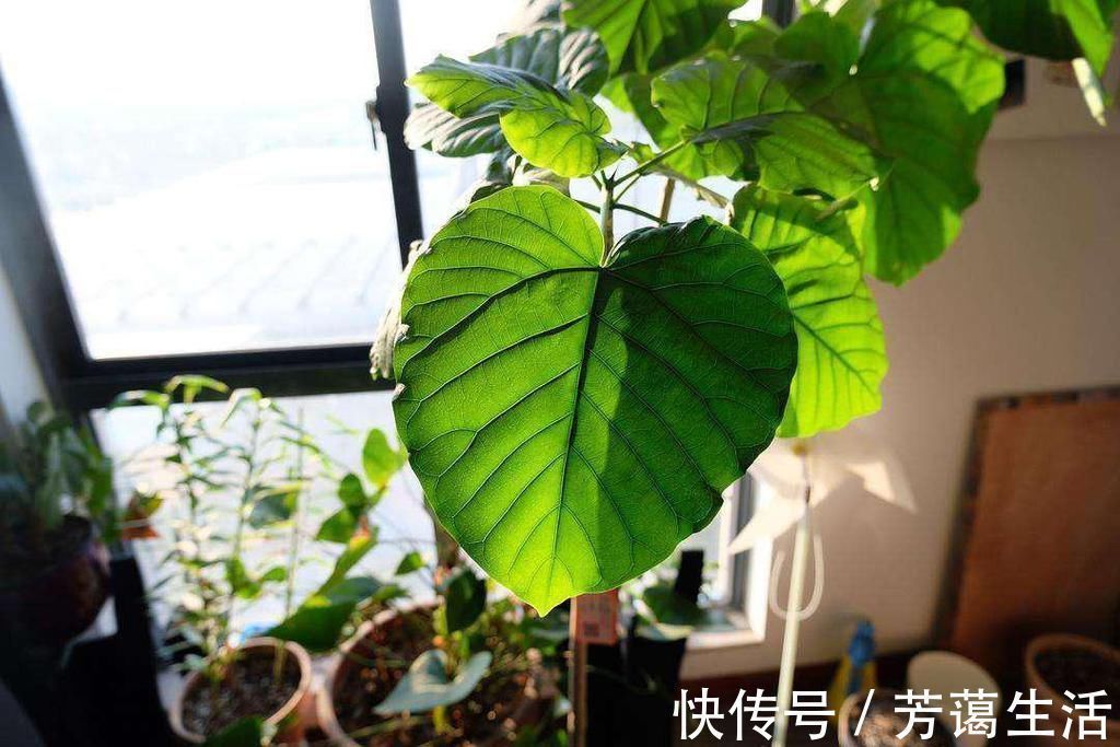 爱心榕|这5种“客厅小森林”的绿植,好看又有森林感,家里满满in风