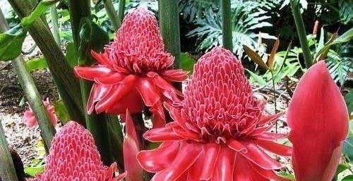 花期最长的花朵，神秘的一朵都能保持半年，你肯定都没有见过！