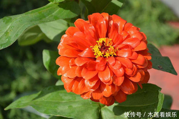 此花象征着天长地久的感情，也是对远方的思念，不过味道不太好