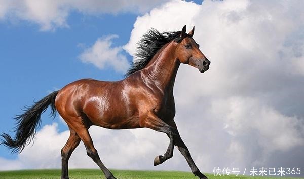 明朝男子家里来一马匹,因此走上人生巅峰,马的来历还是惊人