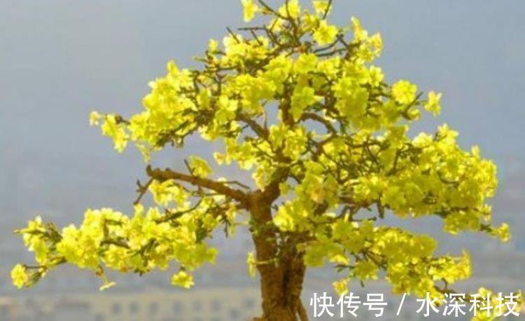 阳台|阳台养这几朵花，花开不断，沾点水就疯长，开花勤还爱爆盆