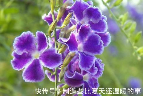 养殖|四种花不用管都爆盆，最适合懒人来养，花开爆满还好看