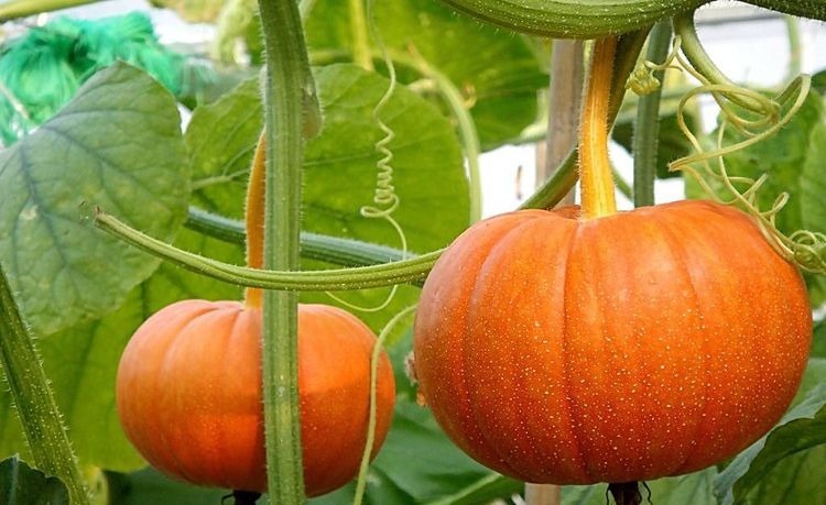 排毒|女性想年轻,不妨多吃此食物,排毒护肤,淡化色斑、美容养颜