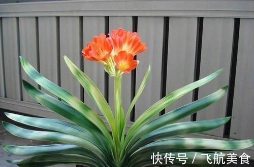 养一盆君子兰,观赏性极佳,浇水时记住口诀,肉质感强,色泽艳丽
