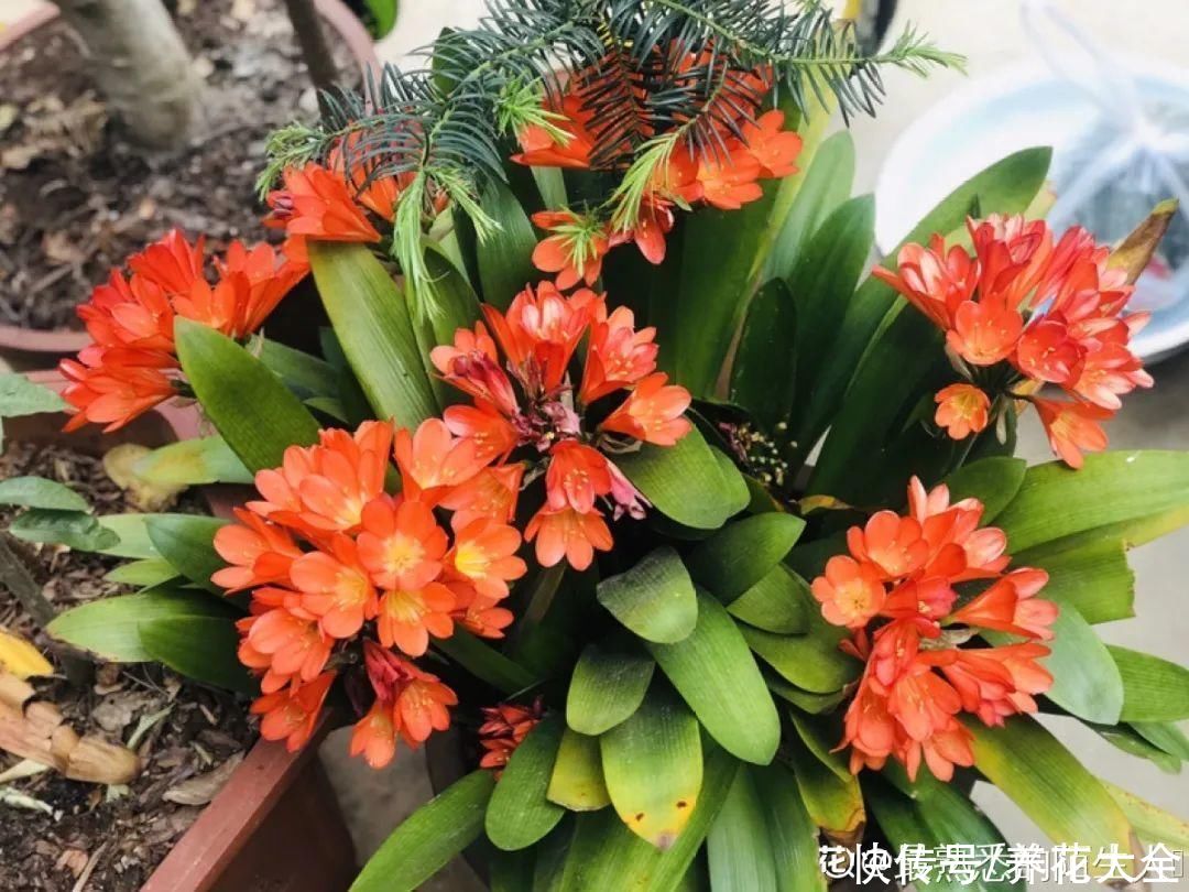 君子兰开完，会有3个“后遗症”，一定要重视