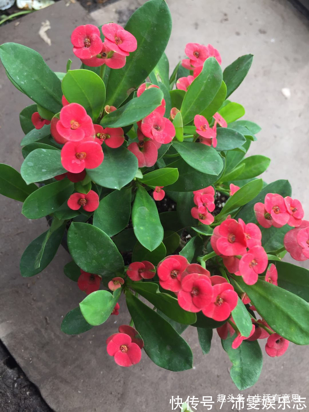 铁海棠,勇猛不失儒雅,修剪小技巧,花开年年爆,1盆变10盆!