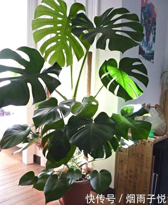 养了3年的龟背竹,冬天也给“浇点肥”,蹭蹭冒出4片新叶子