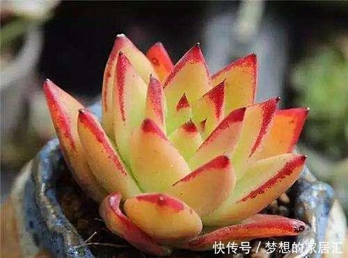 老桩多肉|养了3年的多肉不出状态?教你几个小技巧,冬天照样美美哒!